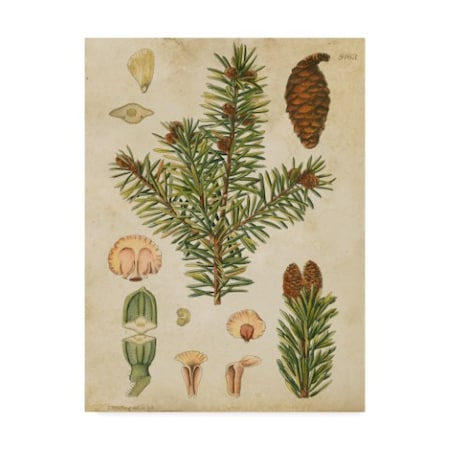 Vision Studio 'Vintage Conifers Iii' Canvas Art,14x19